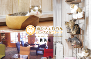 猫カフェれおん横浜店でXEM決済